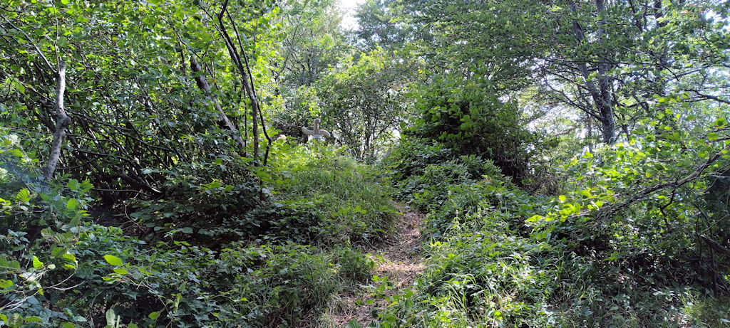 Waldweg