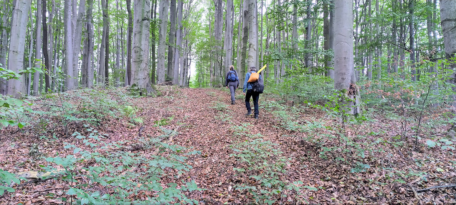 Waldweg