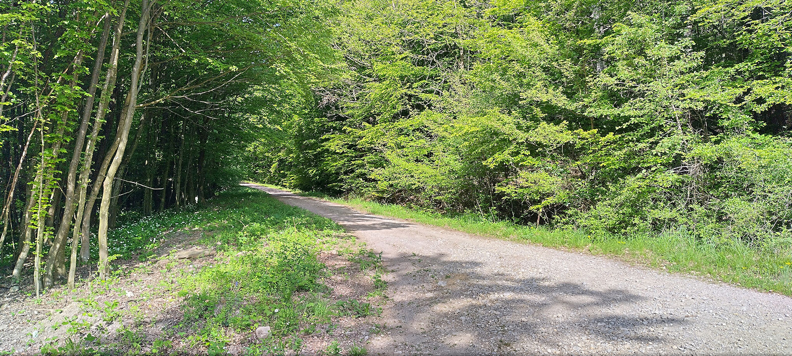 Forstweg