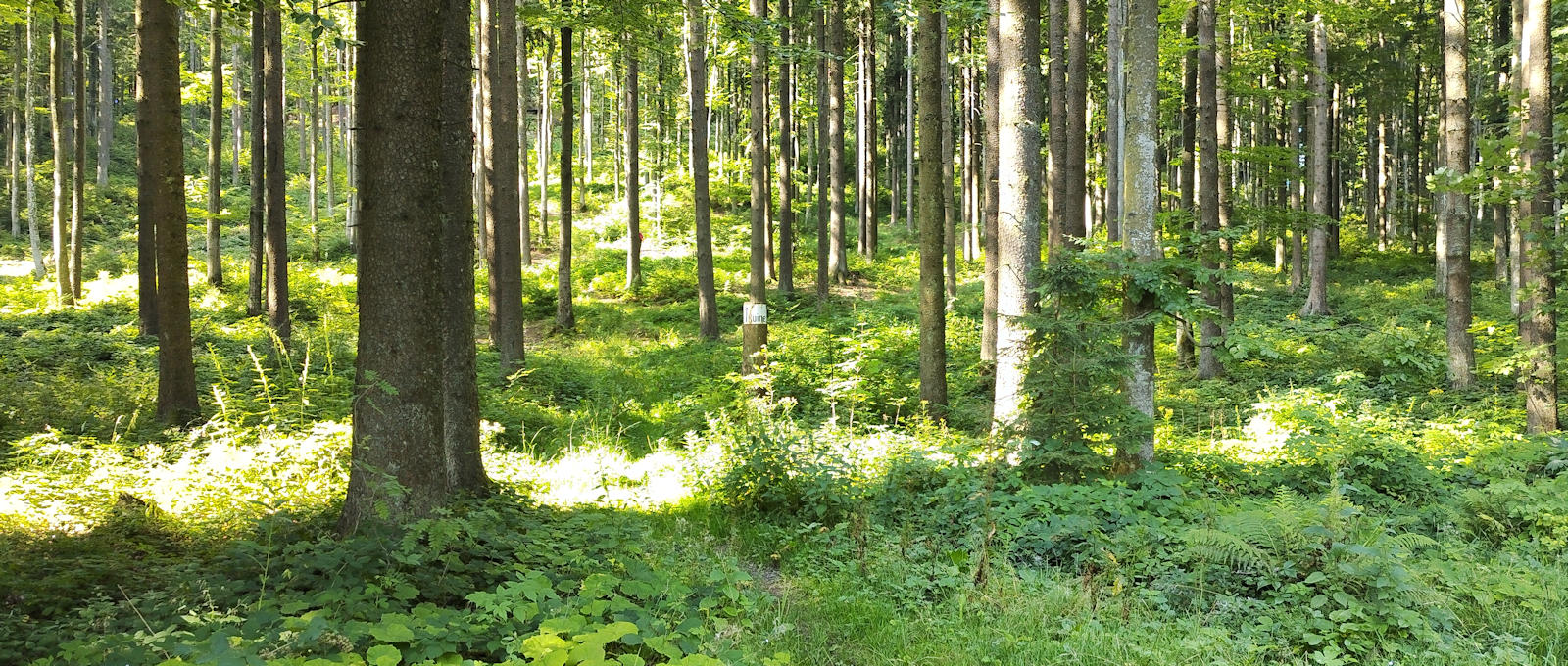 Weg