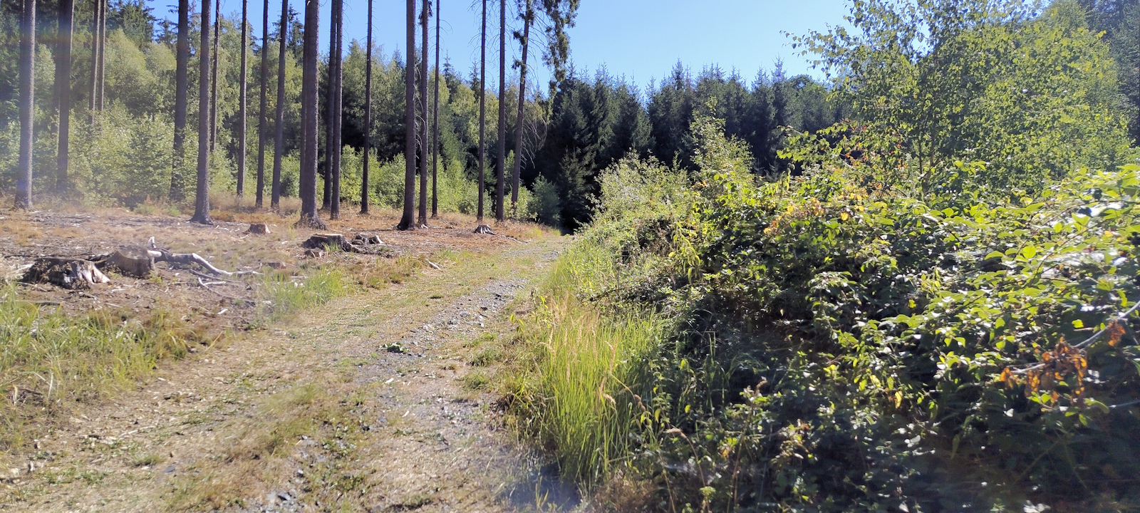 Forstweg