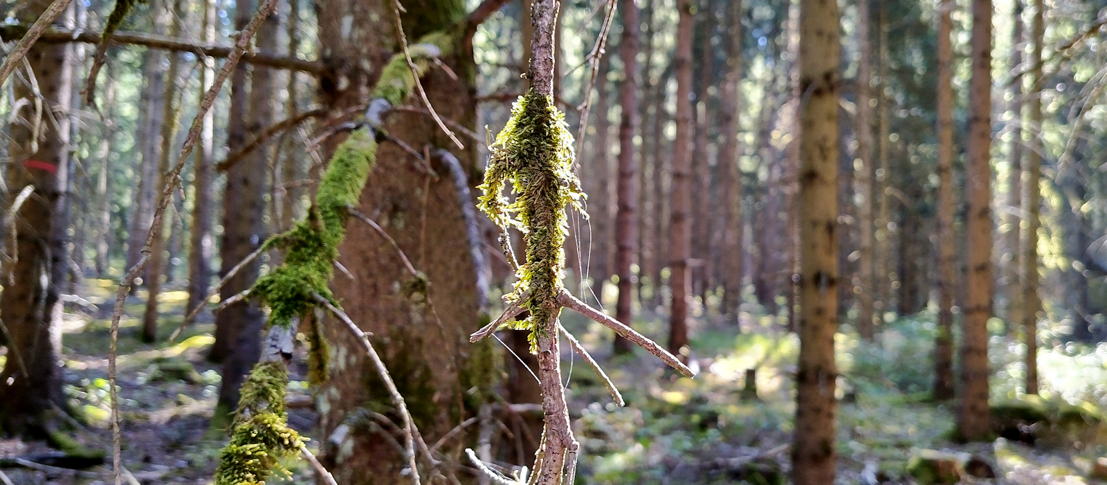 Weg