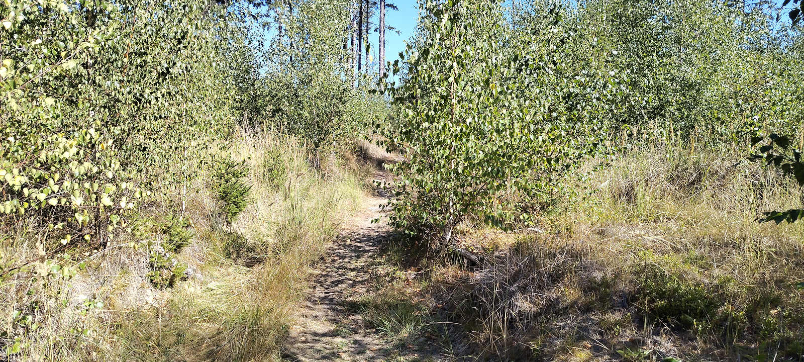 Weg